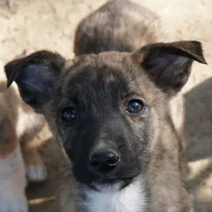 Candara, geb. ca. 12 25, lebt in GRIECHENLAND, auf einer privaten Pflegestelle