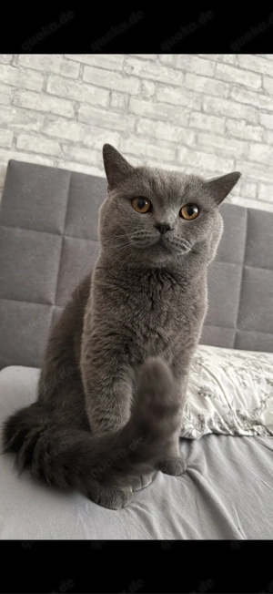Deckkater Bkh Bild 4