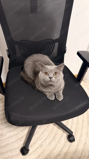 Deckkater Bkh Bild 2