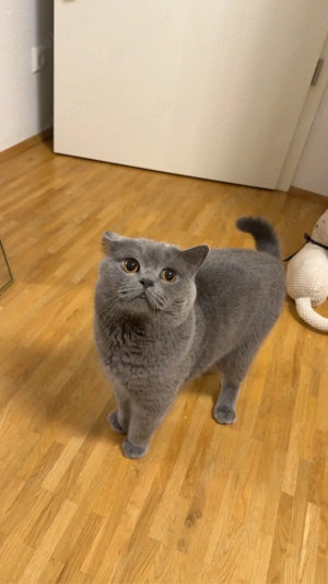 Deckkater Bkh Bild 3
