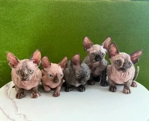 Bezaubernde Sphynx-Kätzchen