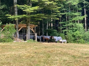 Sommerweideplaetze mit VOLLPENSION Bild 4