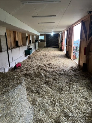 Sommerweideplaetze mit VOLLPENSION Bild 8