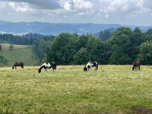 Sommerweideplaetze mit VOLLPENSION Bild 3