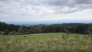 Sommerweideplaetze mit VOLLPENSION Bild 2