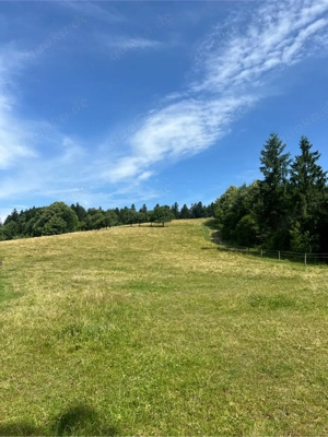 Sommerweideplaetze mit VOLLPENSION Bild 7