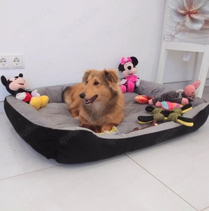 Sheltie Welpe (Rüde) mit Stammbaum sucht ein neues Zuhause 