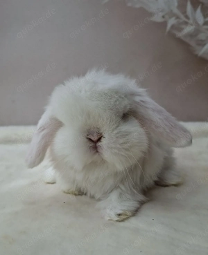 Minilop, Zwergwidder, Rammler, Brüder, Jungtiere