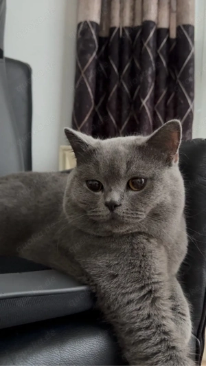 Deckkater Bkh Bild 5