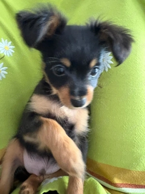 Russkiy Toy Terrier langhaar Welpen   2 Jungen 