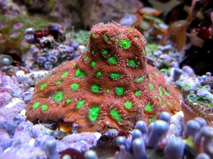 Korallenableger- Favia pendagona