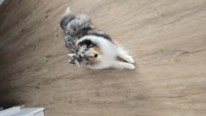 Sheltie rüde 8 monate blue merl