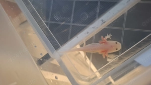 Axolotl Weißling 10cm groß