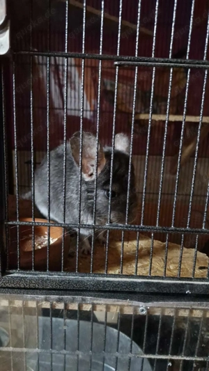 Filou aus Wusterwitz sucht Zuhause - Chinchilla Notfallvermittlungshilfe 