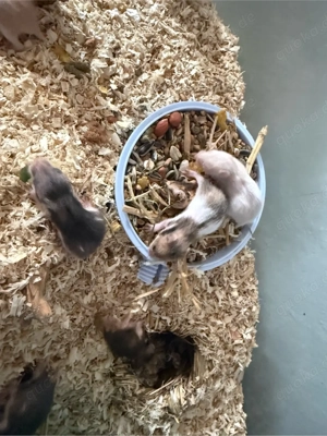 15 Goldhamsterbabys zu verkaufen Ende März  Anfang April 