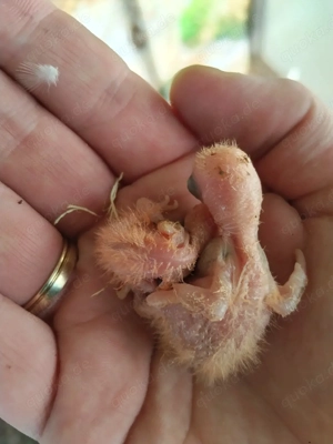 Pfirsichköpfchen Agaporniden Unzertrennliche 