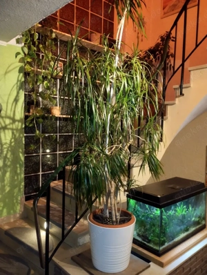 Zwei tolle große Drachenbäume zu Angabe 