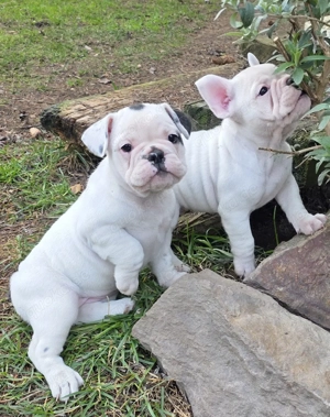 4 dürfen noch ab 21.3. ausziehen New English Bulldog 