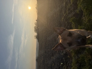 Mischlings Hündin aus Spanien 