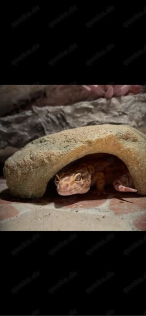 Leopardgecko Weibchen mit komplett eingerichtetem Terrarium & Zubehör abzugeben