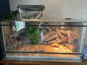 Leopardgecko Weibchen mit komplett eingerichtetem Terrarium & Zubehör abzugeben