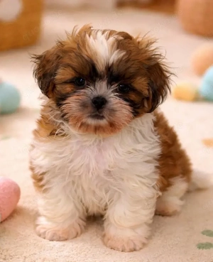 Tolle Havaneser Shihtzu Welpen 