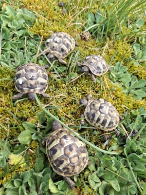 Griechische Landschildkröten (Testudo hermanni) NZ 2025 - CITES - erste Winterruhe 