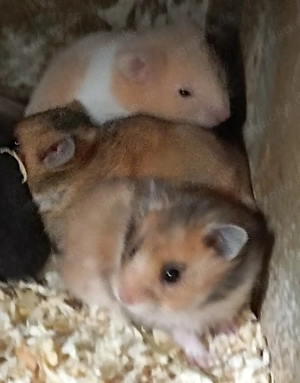 Gold und Teddyhamster 