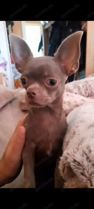 Lilac Chihuahua Welpe