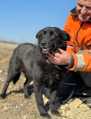 Nori - hatte ausgedient - und wurde herzlos im Shelter entsorgt