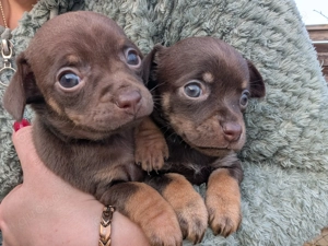 Russkiy toy terrier Kurzhaar 