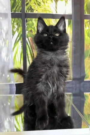 Toris   Einzigartiger Maine Coon Kater (4 Monate) in Schwarz