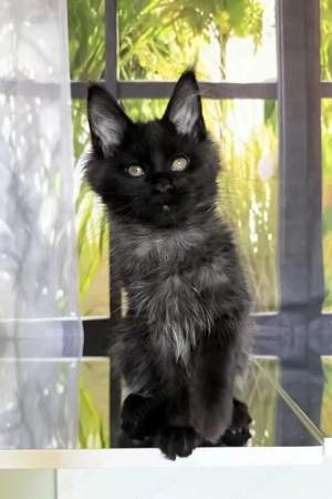 Toris   Einzigartiger Maine Coon Kater (4 Monate) in Schwarz