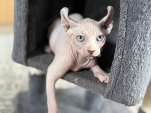   Wunderschöne Elfensphynx Kitten mit strahlend blauen Augen suchen liebevolles Zuhause  