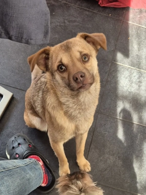 Finley sucht sein Zuhause    