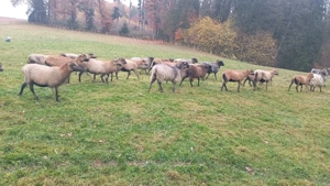 Heideschnucke Schaf Herde 