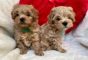 Maltipoo mini Welpen
