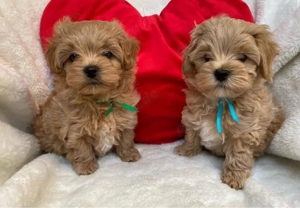 Super Maltipoo mini welpen