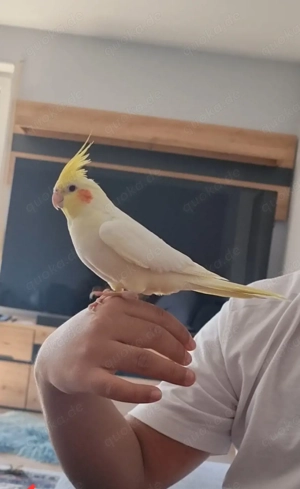 Nymphensittiche Familie mit dem Käfig und Füttern. 