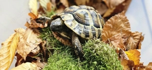 Griechische Landschildkröte 