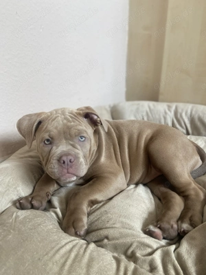 Wunderschöne American Bulldog Hündin 