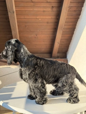 Englische Cocker Spaniel Welpen Bild 9