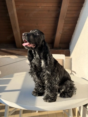 Englische Cocker Spaniel Welpen Bild 7