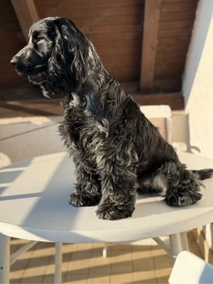 Englische Cocker Spaniel Welpen Bild 6