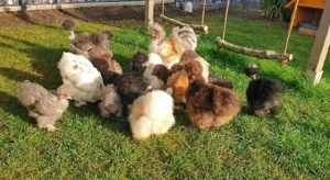 Kostenlose Seidenhühner und Gartenvögel  Bild 3