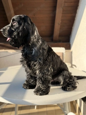 Englische Cocker Spaniel Welpen Bild 8