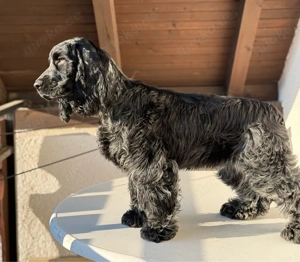 Englische Cocker Spaniel Welpen Bild 2