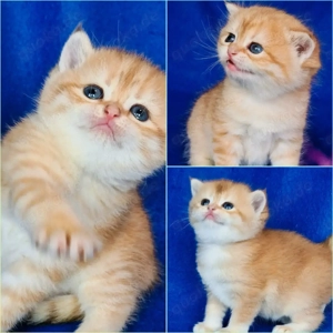 Bkh Kitten mit Stammbaum 