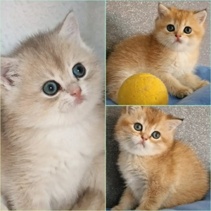 Bkh Kitten mit Stammbaum 