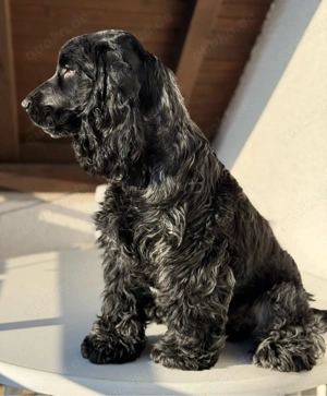 Englische Cocker Spaniel Welpen Bild 5